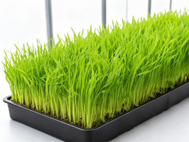 Fodder Growing Solution