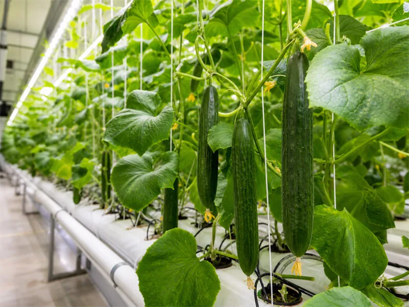 Cucumber hydroponic farm