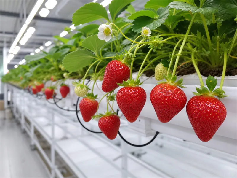 Strawberry hydroponic farm