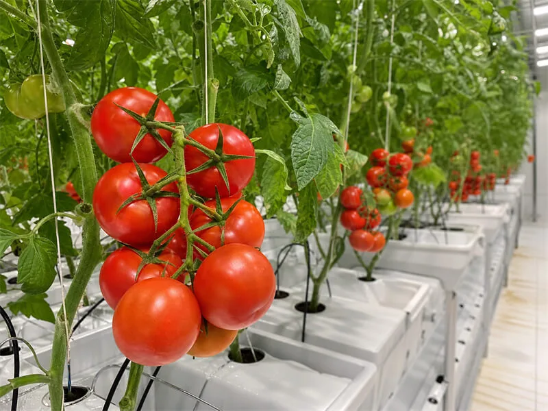 Tomato hydroponic farm