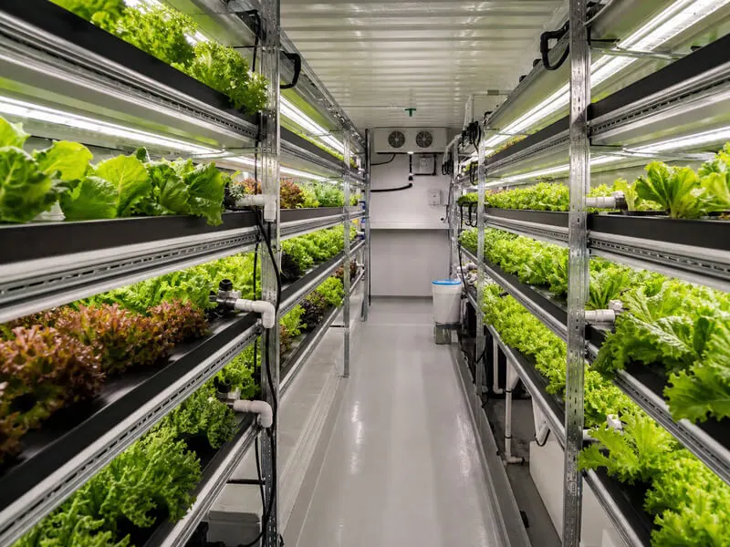 Commercial growers