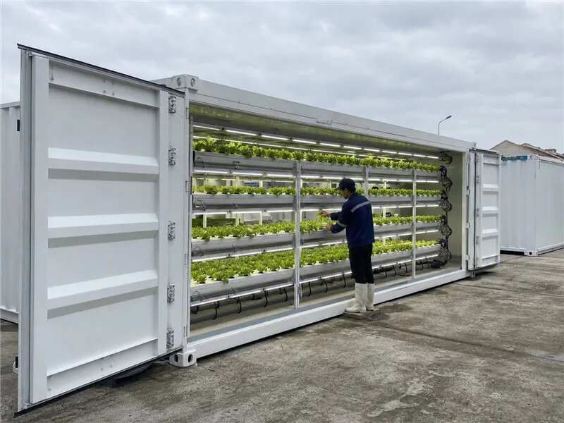 Commercial leafy green project