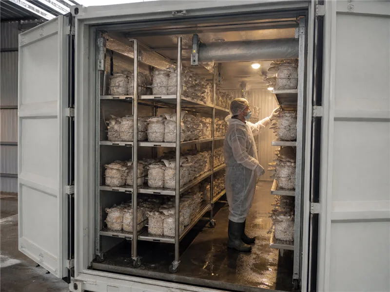 Mushroom container project