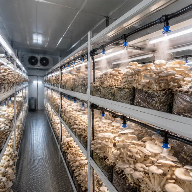 mushroom-container-farm