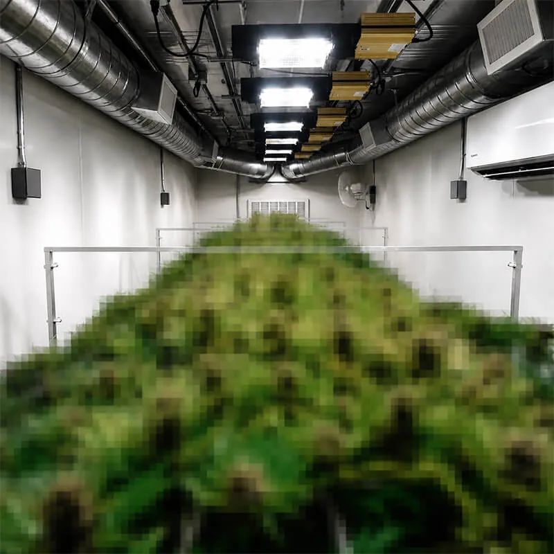 Aurlgrow cannabis container farm