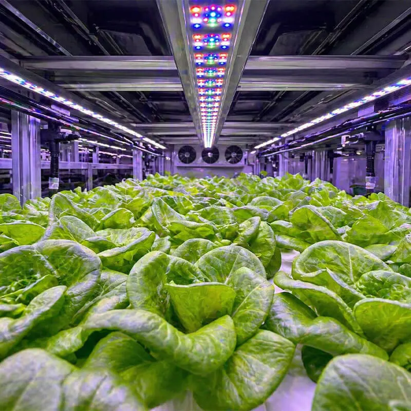 Aurlgrow leafy greens container farm