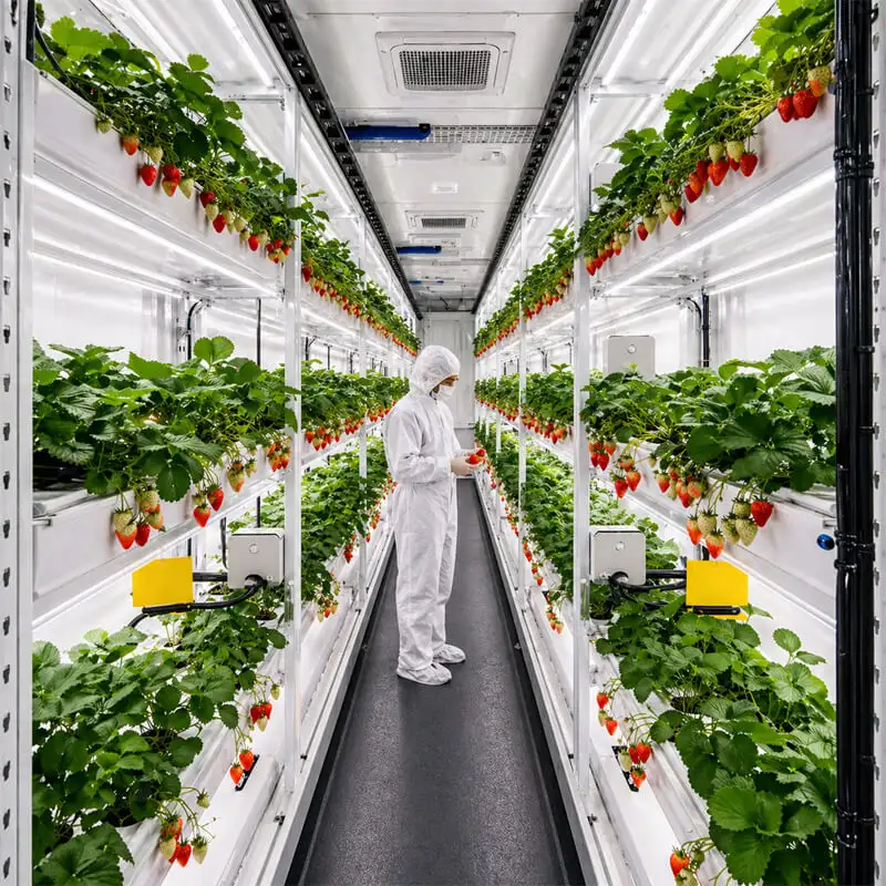 Aurlgrow strawberry container farm