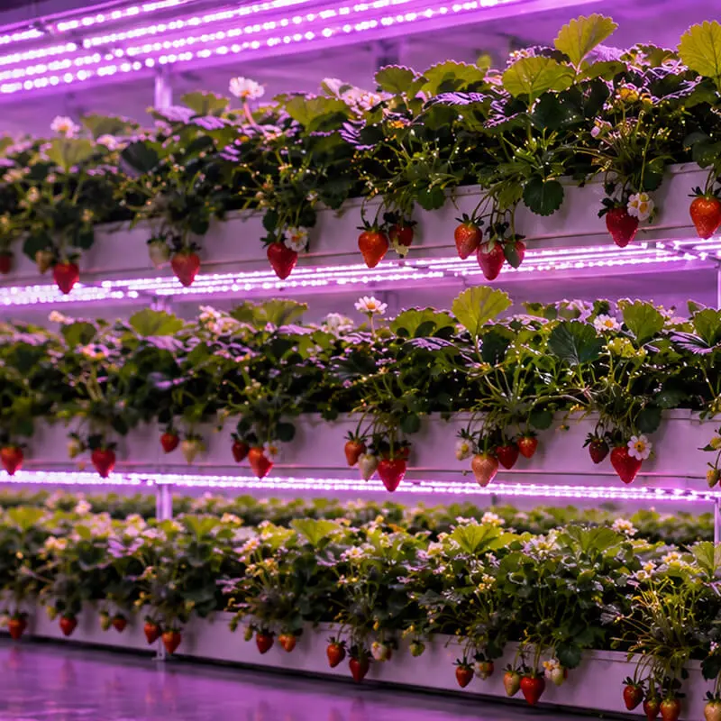 Aurlgrow strawberry container farm